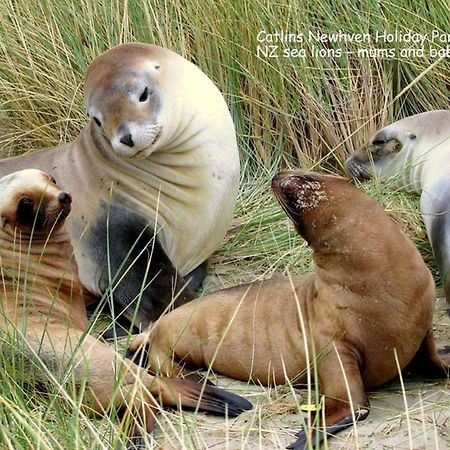 Catlins Newhaven Holiday Park Owaka Luaran gambar