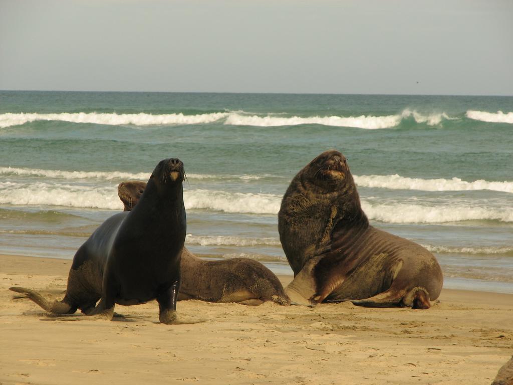 Catlins Newhaven Holiday Park Owaka Luaran gambar