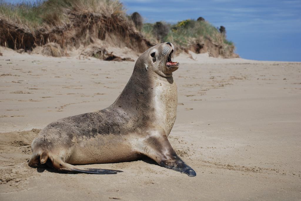 Catlins Newhaven Holiday Park Owaka Bilik gambar