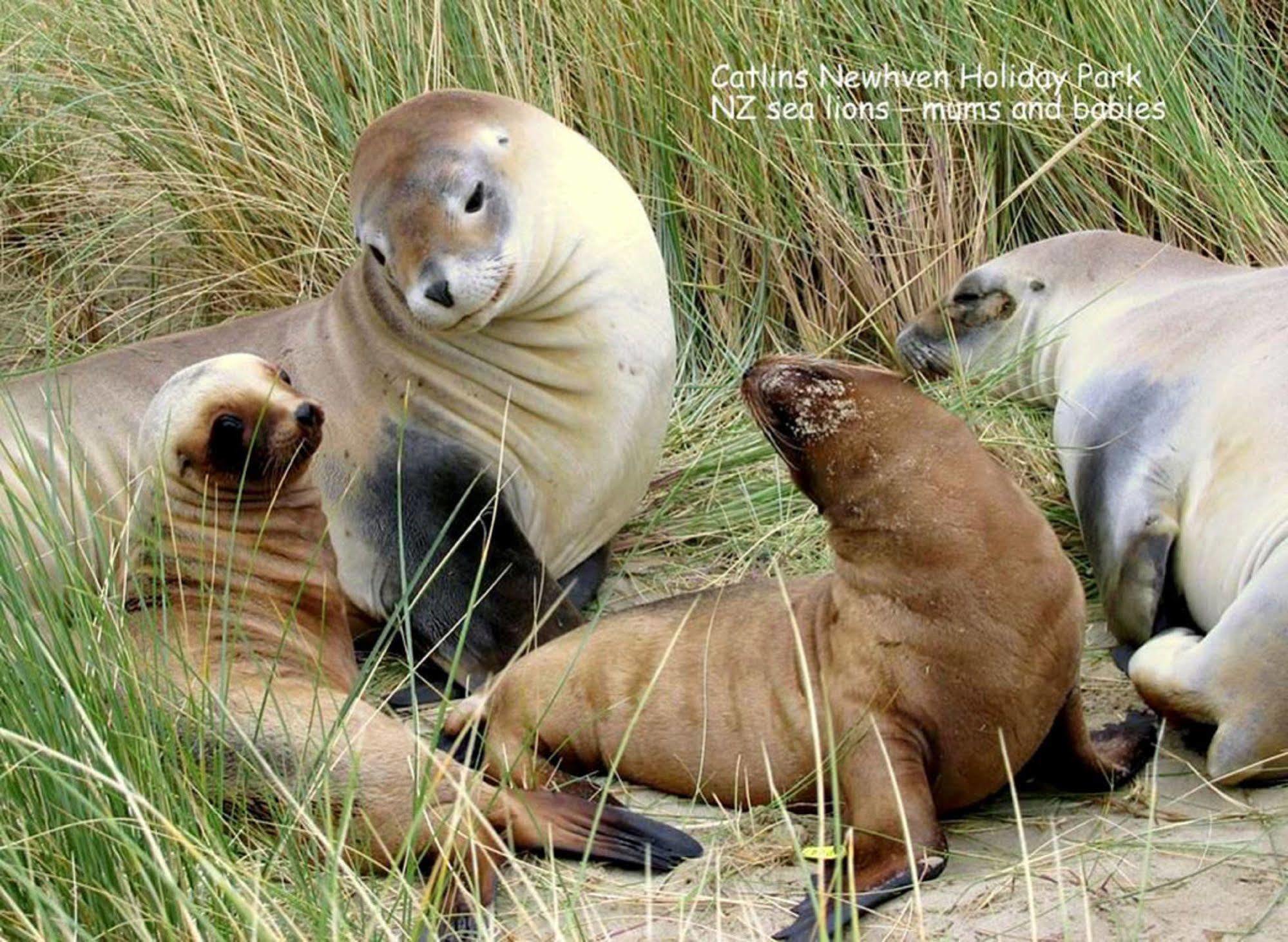 Catlins Newhaven Holiday Park Owaka Luaran gambar